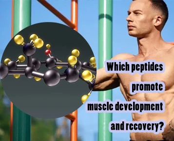 A peptidek javíthatják az izomfejlődést és{0}}az edzés utáni felépülést